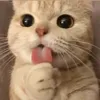 minhhaii08