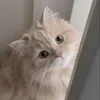 painaku1