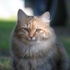 gingercat20225