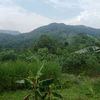 birulangit6291