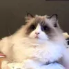 qiaobenshan666