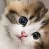 userpretty261