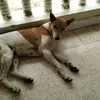aaradhyaodedra5