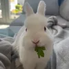 monty.albino.bunny