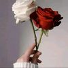 reem.hamda6