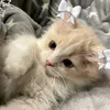 kotki_love2
