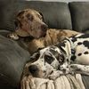 2danes