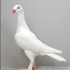 alhebihasson