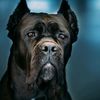 luxurydoglife