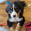 Aspen the Bernese