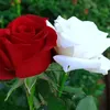 fatihaaboudi8