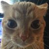 sillycat740