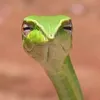 vansecretslopes