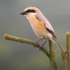 butcher_bird_