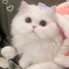 iam_dolphin00