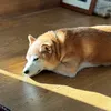 redshibashake