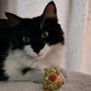 beily.lovercat