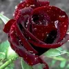 user7102481106973