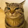 .........qmple