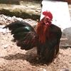 ari_farm19