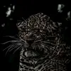 firestyle_mzex