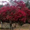 evandro.nascimento0
