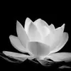 tuyt.trinh3552