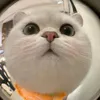 hellllo_bn