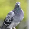 diyalamehdi