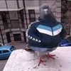 quangtngtrn8