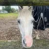 alixhorses17