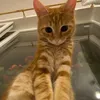 karinakosa