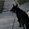 knight.the.gsd