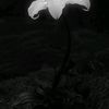 lilys12347