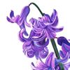 _purple_hyacinth_