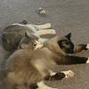 thecatcisco