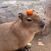 animal_baby4414