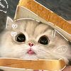 iam_novi7