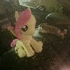 dapinawww1