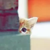 amyr.amyr27