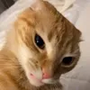 znn.tnn