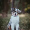 Neva the Aussie 🐶