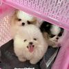 pomeranian.cutepuppy