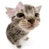 kittyiscutelol5