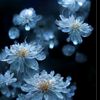 md.chaon