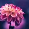 vegan.soul.bloom