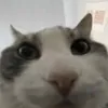 shinqthedevoloper