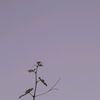 ali.almosa388