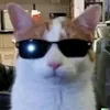 .vikiiz