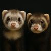 beaniebabies25